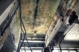 Best Comprehensive Air Testing for Mold Contaminants  in Covington, LA